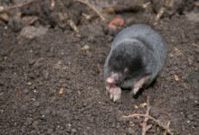 how big are moles uk