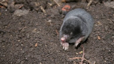 how big are moles uk