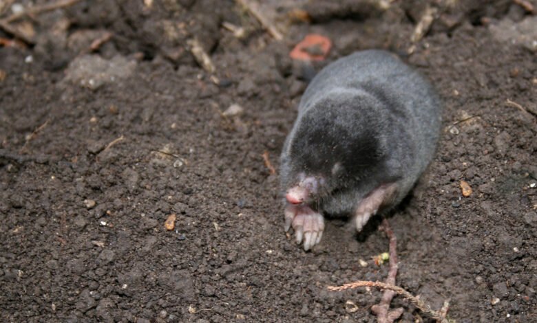 how big are moles uk