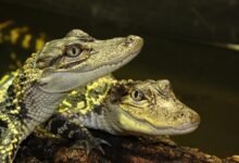 crocodiles of the world tickets