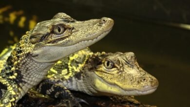 crocodiles of the world tickets
