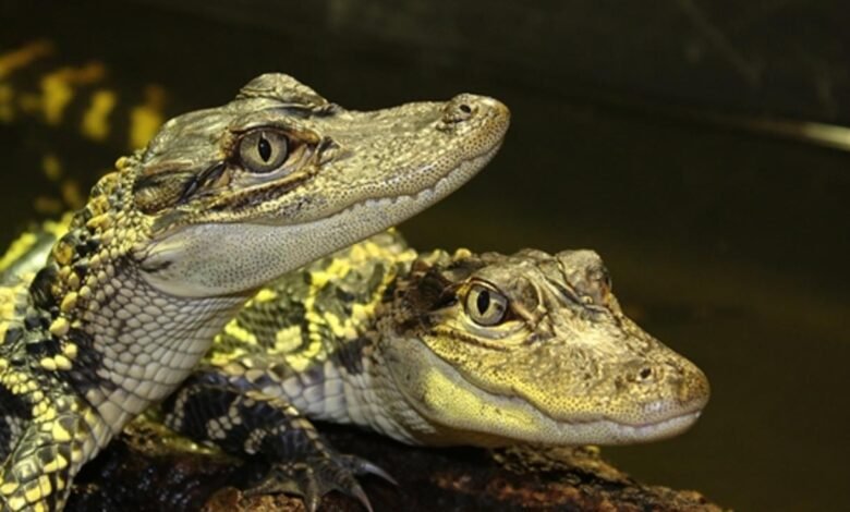crocodiles of the world tickets