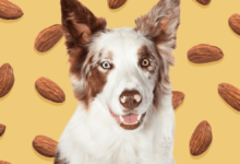 can dogs eat almonds