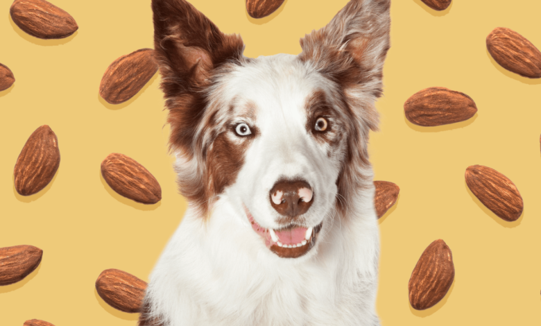 can dogs eat almonds