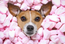 can dogs have marshmallows