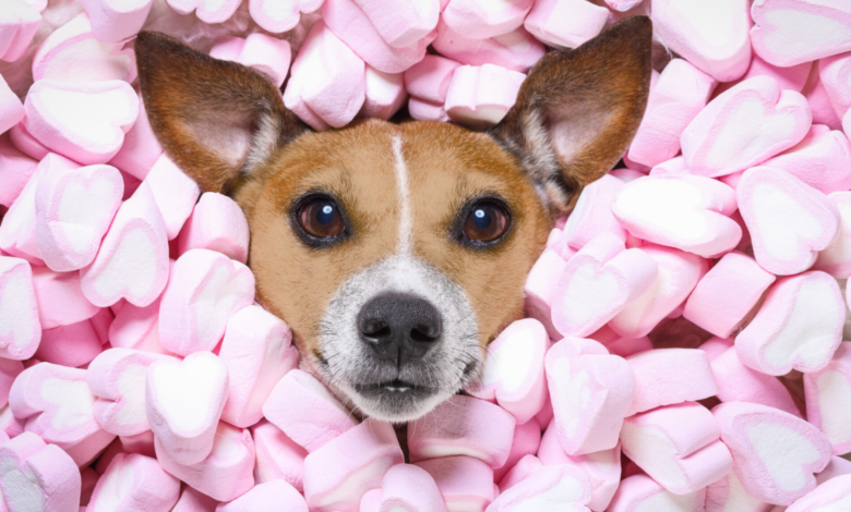 can dogs have marshmallows